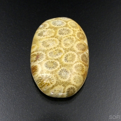 Камень агатизированный Коралл натуральный 31.30 карат арт 10638